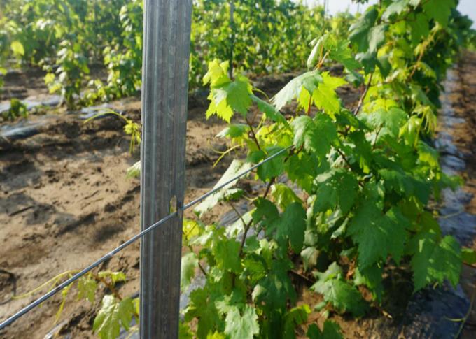 Hot Dipped Galvanized Steel Vineyard Post 2.0mm Thickness Use For Grape Growing
