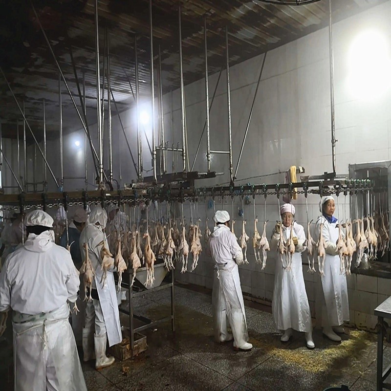 Chicken Duck Goose Processing Line Slaughter Machine 304 Stainless Steel 220V