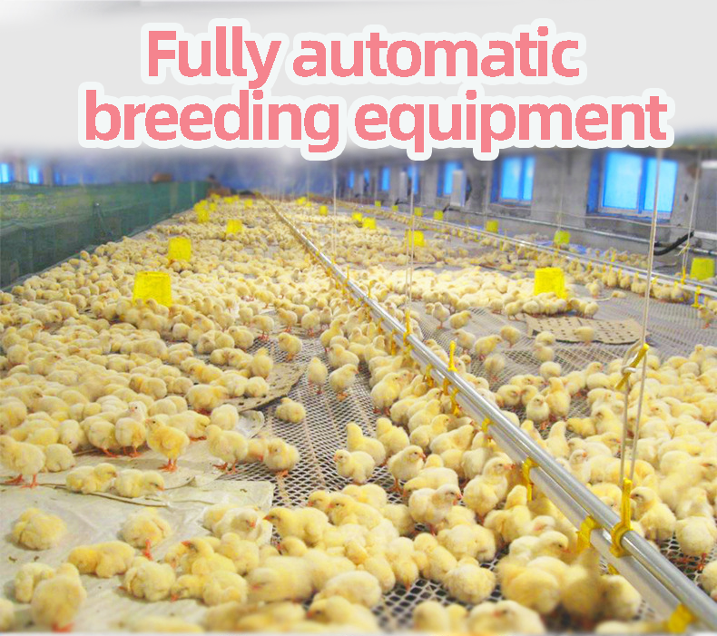 Broiler Automatic Pan Feeding System 380V Automatic Pan Feeder
