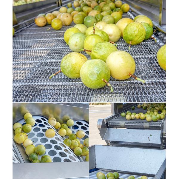 Passion fruit cleaning and drying sorting production line Fruit Vegetable FOOD processing production Machine