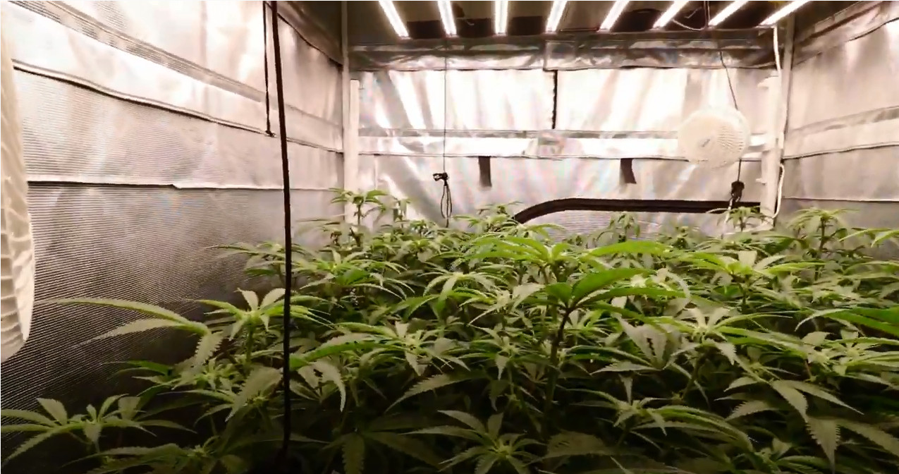 670W 4000lm Led Plant Lights For Greenhouse