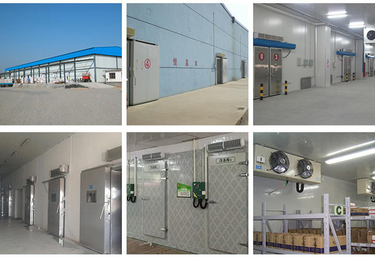 Vegetable Cold Storage Blast Cold Room Preservation Frozen 800ton 1000 KG Weight