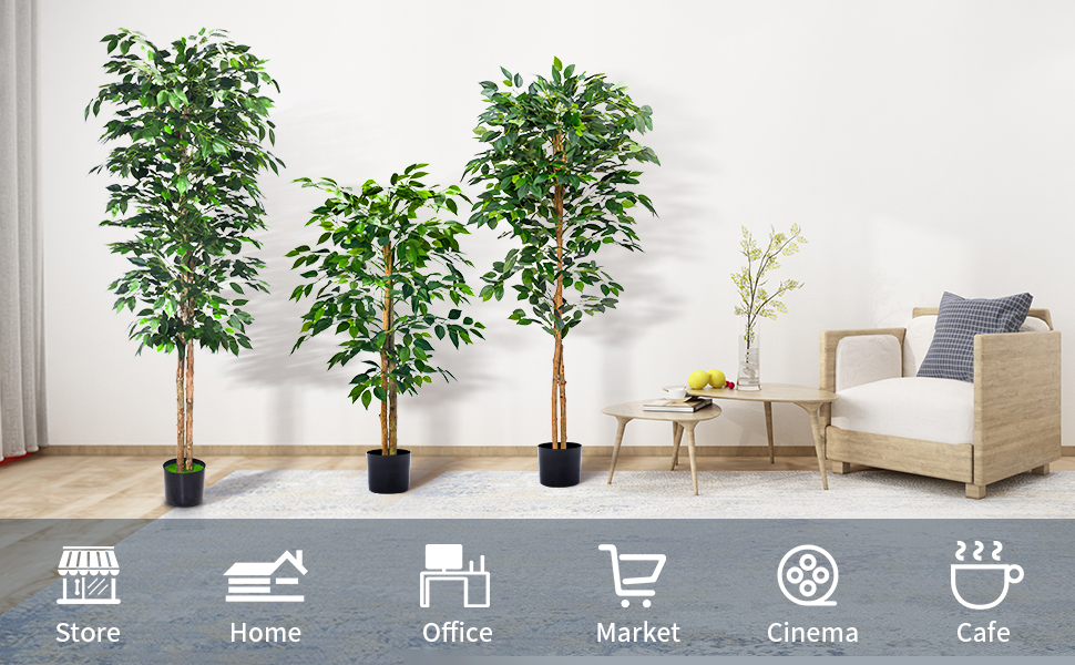 Ficus Tree