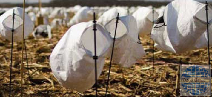 WHITE ROCK DECOYS BLIND DOOR DECOYS - SNOW GOOSE DECOY