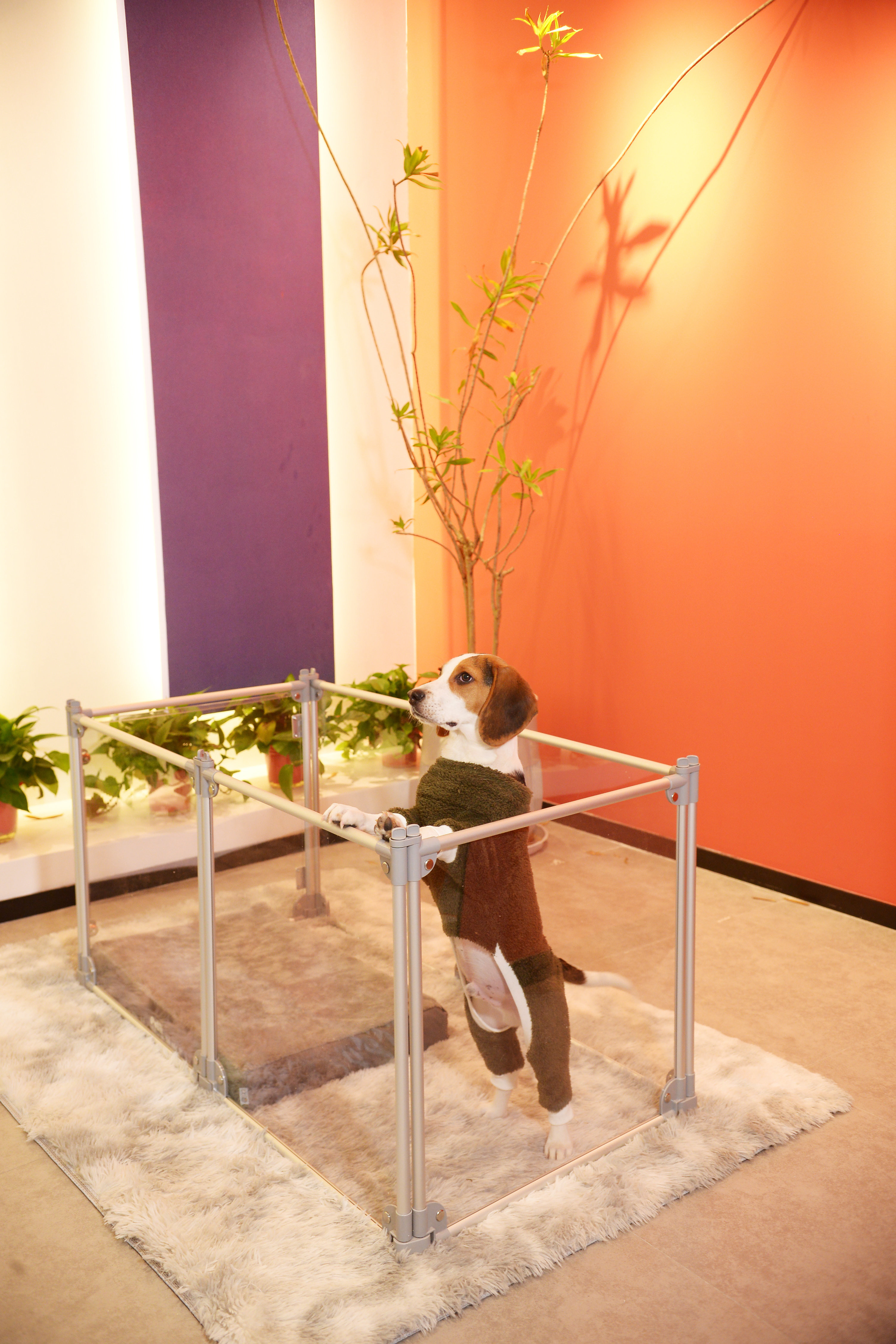 Removable Foldable Clear Puppy Metal Fencing For Pets Playing