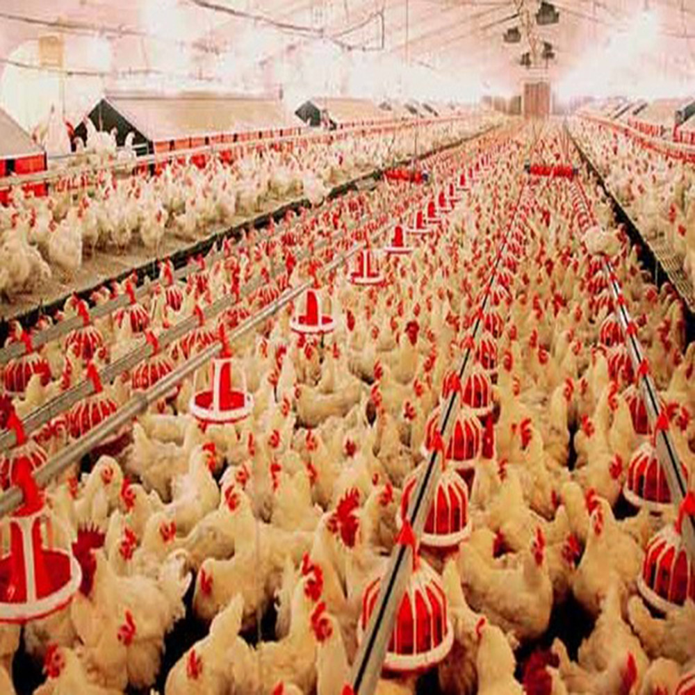 Fireproof Steel Structure Poultry House Automated Ventilation Steel Frame Chicken Coop