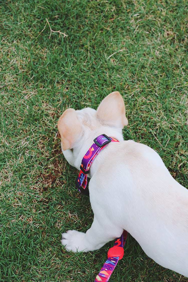 Sublimation Metal Buckle Dog And Leads 3 4 Inch Outdoor Dog Accessories