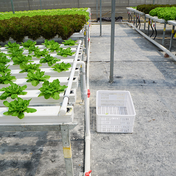UV Sterilizer Nft Farming System Disease Resistant For Leafy Greens Growth