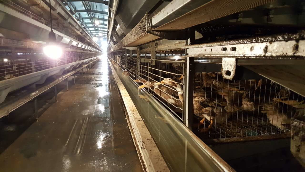A Type Duck Farm Cages Poultry Cage Egg Duck Layer Cage Price