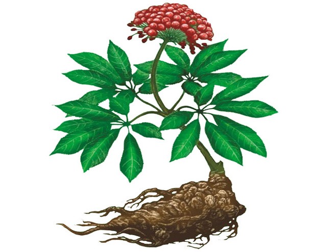 Herb medecine Notoginseng Extract 5%,20%,40%,50%,80%,98% Notoginsenosides