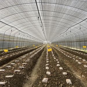 China Side Ventilation Plastic Film Low Tunnel Greenhouse Single Span For Mushroom Growing on sale