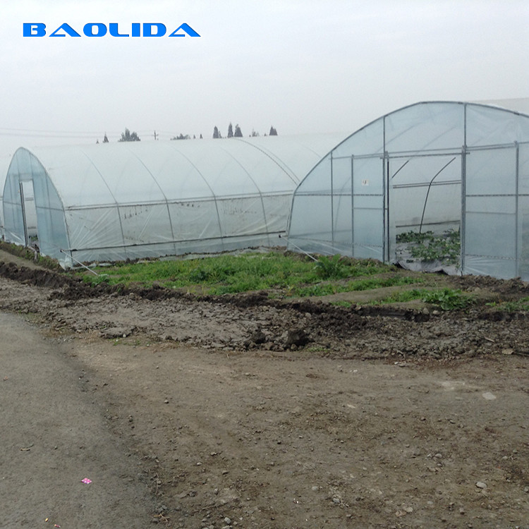 Plastic Tunnel Single Span Greenhouse Agricultural For Strawberry