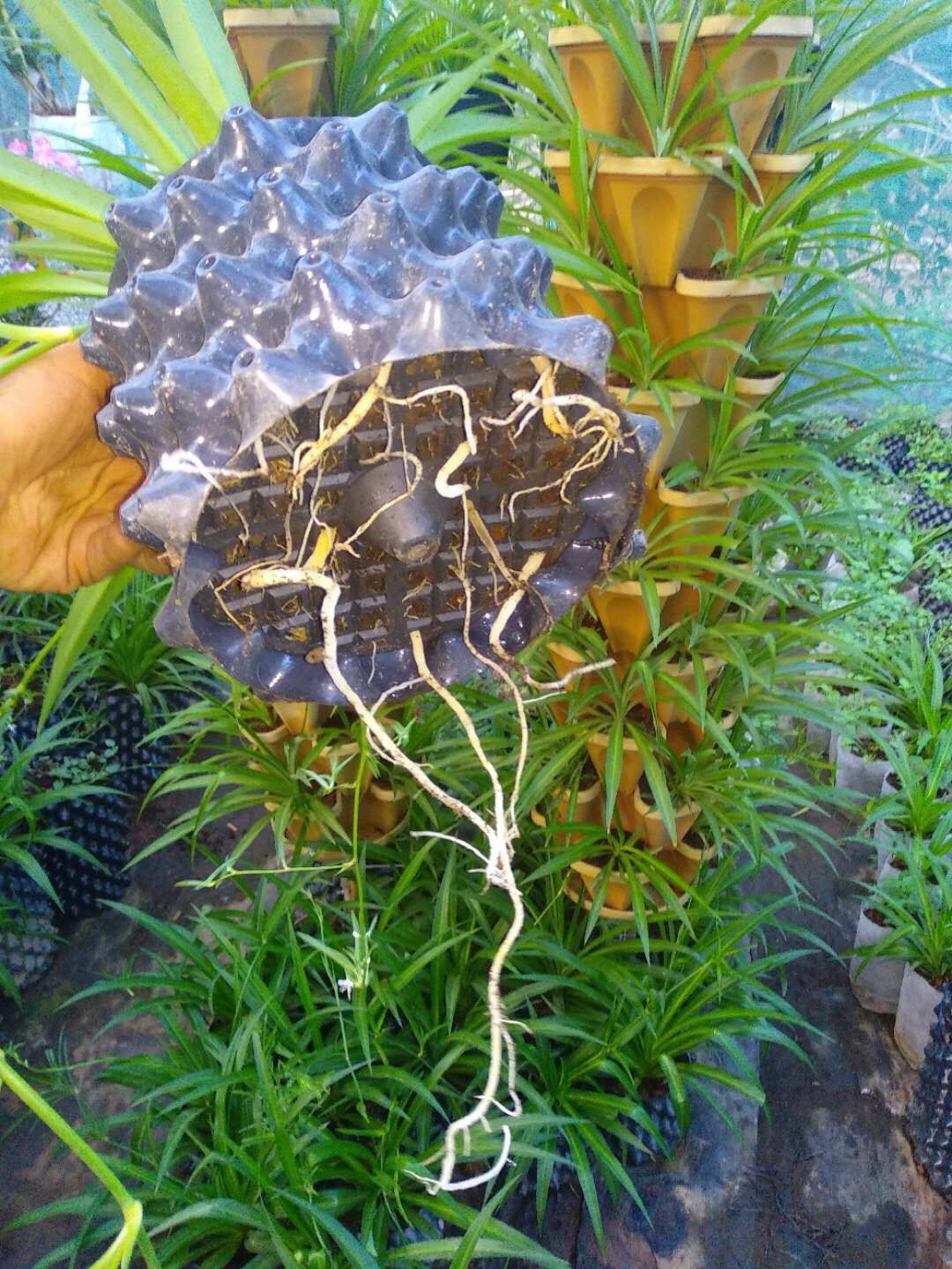 Convenient and eco-friendly pruning container root pot for wholesales