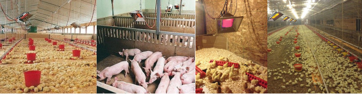 Manual Ignition LPG Poultry Brooder Heater Gas Brooder For Husbandry Equipment