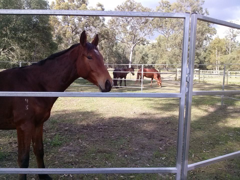12m Diameter Horse Round Yard Panel 17Pcs incl. 3m tall Gate 30X60MM