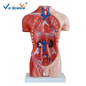 China Teaching Hospital Precision Anatomical Torso Model 42cm Male Torso 3d 13 Parts on sale