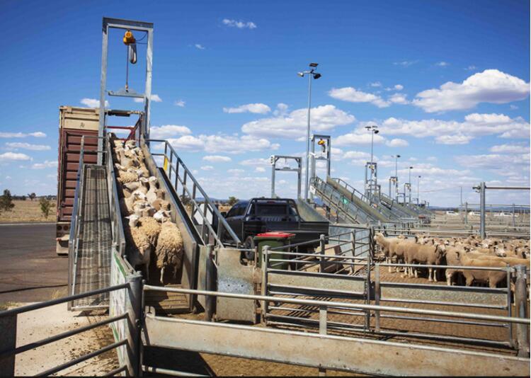 Fast Assemble Cattle Loading Ramp