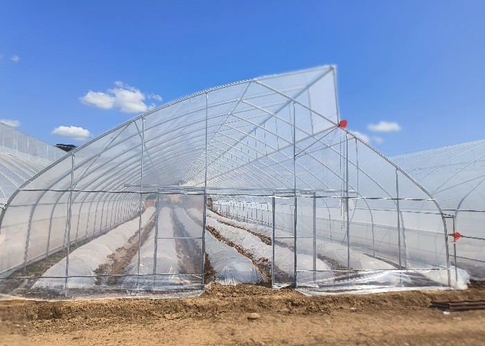 10ft Plastic Film Sawtooth Greenhouse Tunnel Tropical Top Ventilation Tomato Growing