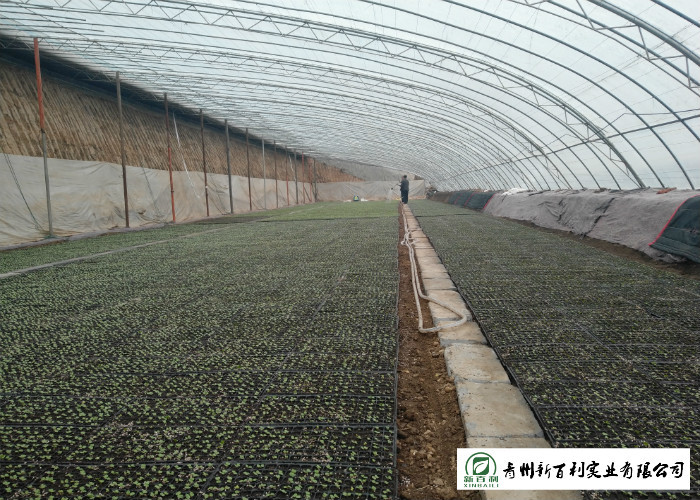 Japan Standard Flat Head Cabbage Own Plantation Supply To Salad Factory