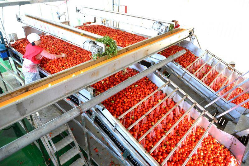 1500 KG Tomato Paste Processing Machine Leadworld Chilli Sauce Honey Filling Machine