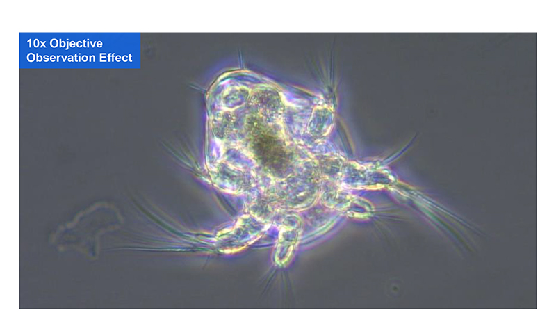 OPTO-EDU Trinocular Inverted Biological Microscope WF10X PlA14.2605 Kohler Illumination