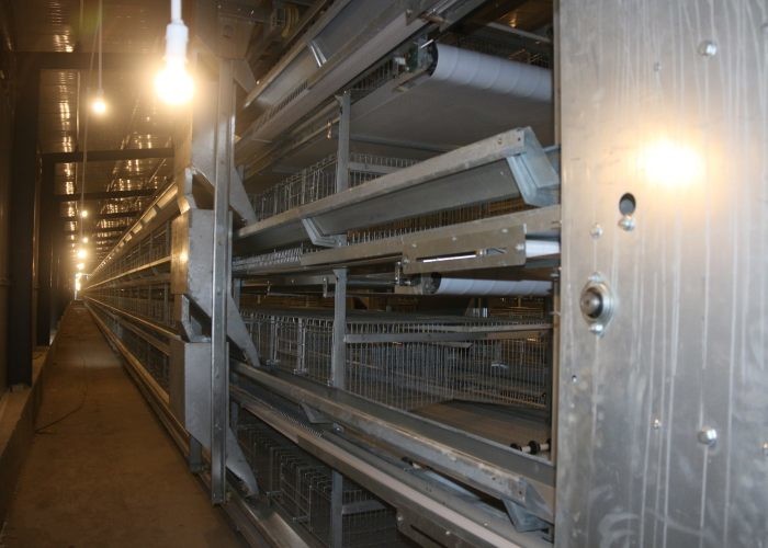 Double Side Automatic Egg Collection System / Egg Farm Machinery Simple Structure
