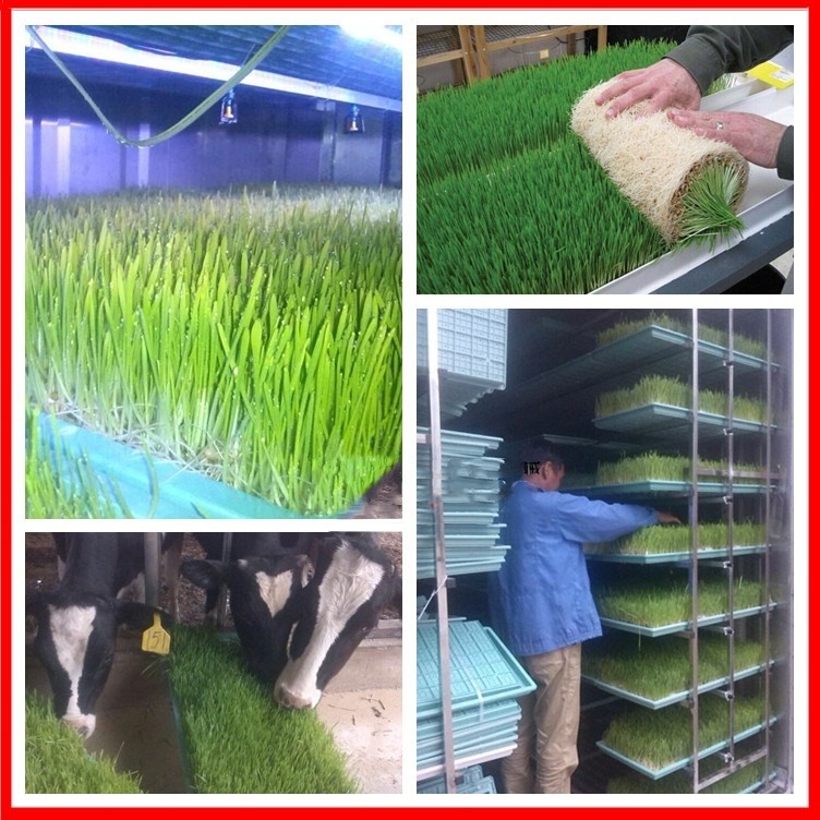 Automatic Barley Hydroponic Fodder Machine Cattle Green Fodder Growing Machine