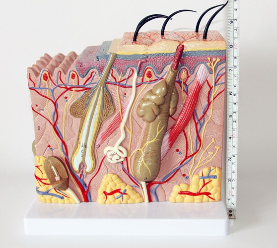 Biology Teaching 35 Times Enlarged Human Anatomy Skin Tissue Structure Model With Hair