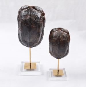 Buy cheap Creative Arts and Crafts Turtle Shell Decorative Crafts Unique Face Head Arts for Decoration product