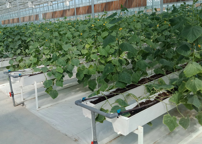 24 X 24 24 X 18 20x30 Venlo Custom Glass Greenhouse Cover Sides Polycarbonate Sheet Roof Covering For Tomatoes