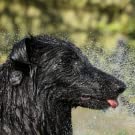 Dog taking a shower