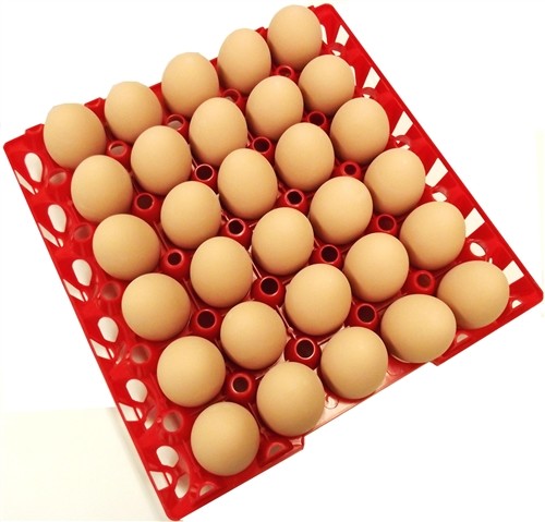 Egg tray with 30 holes PP plastic material and different color QL401