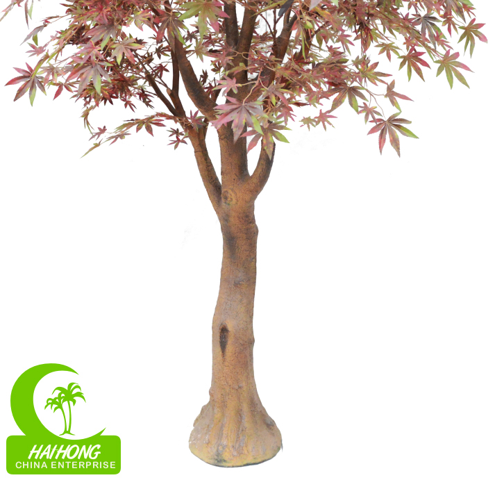 Chinese Red Maple Tree