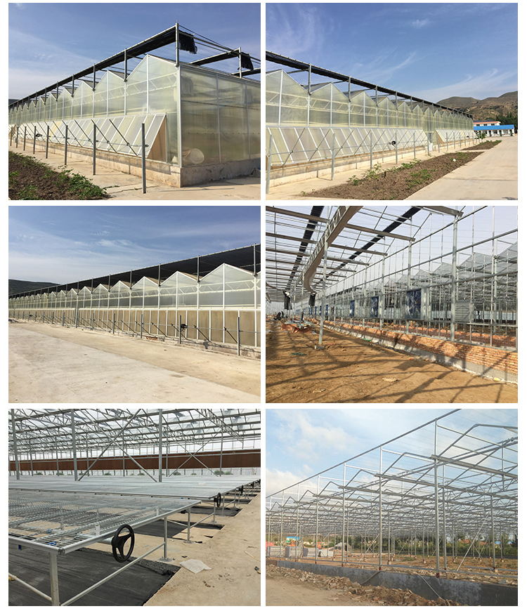 American Tomato Agriculture Polycarbonate Greenhouse Equipped with Hydroponic Systems
