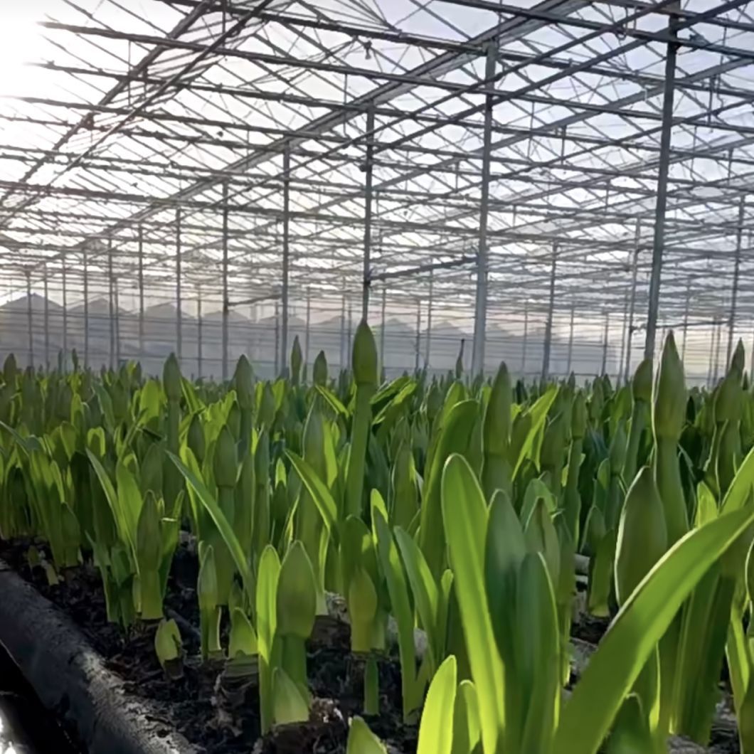 Greenhouse Hydroponics Growing System for Vegetables Flowers