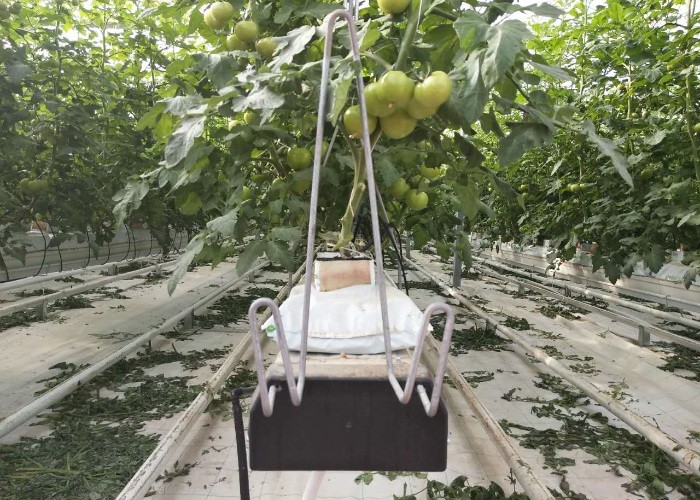 Large Scale Multi Span PC Sheet / Board Venlo Polycarbonate Greenhouse For Flower Vegetable Plant