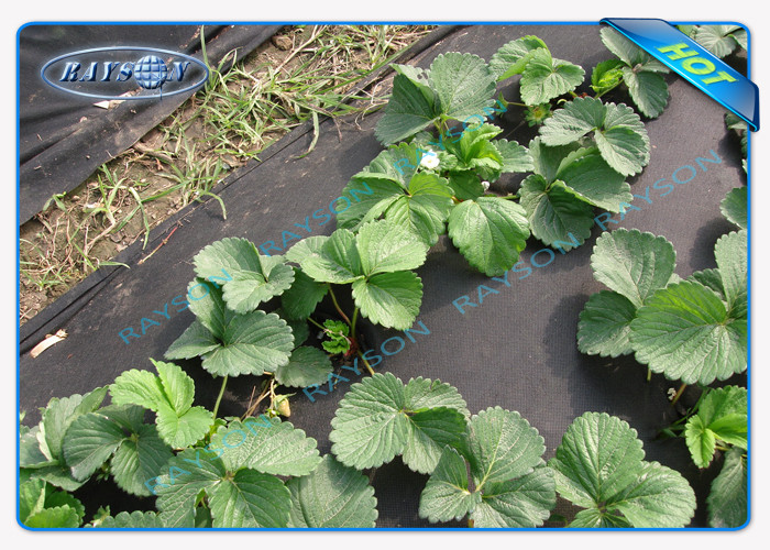 Water Permeable Agriculture Non Woven Cover 70gsm With UV Treated