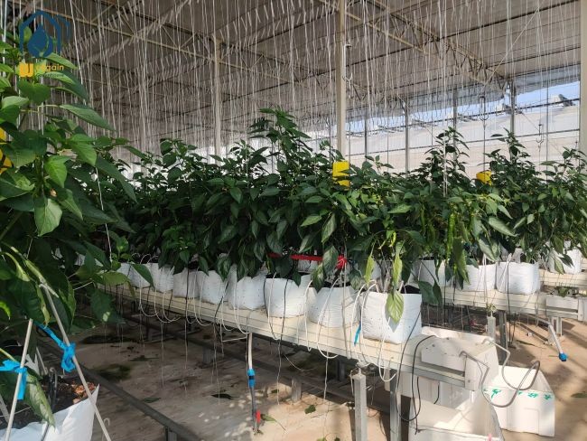 Agricultural Substrate Planting Gutter Steel Large Scale Hydroponic Planting System