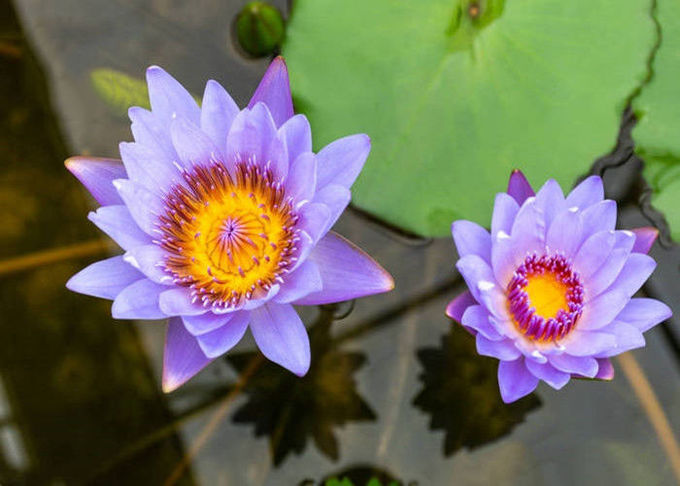 Nymphaea Caerulea Flower Powder Blue Lotus Organic Herbal Extracts