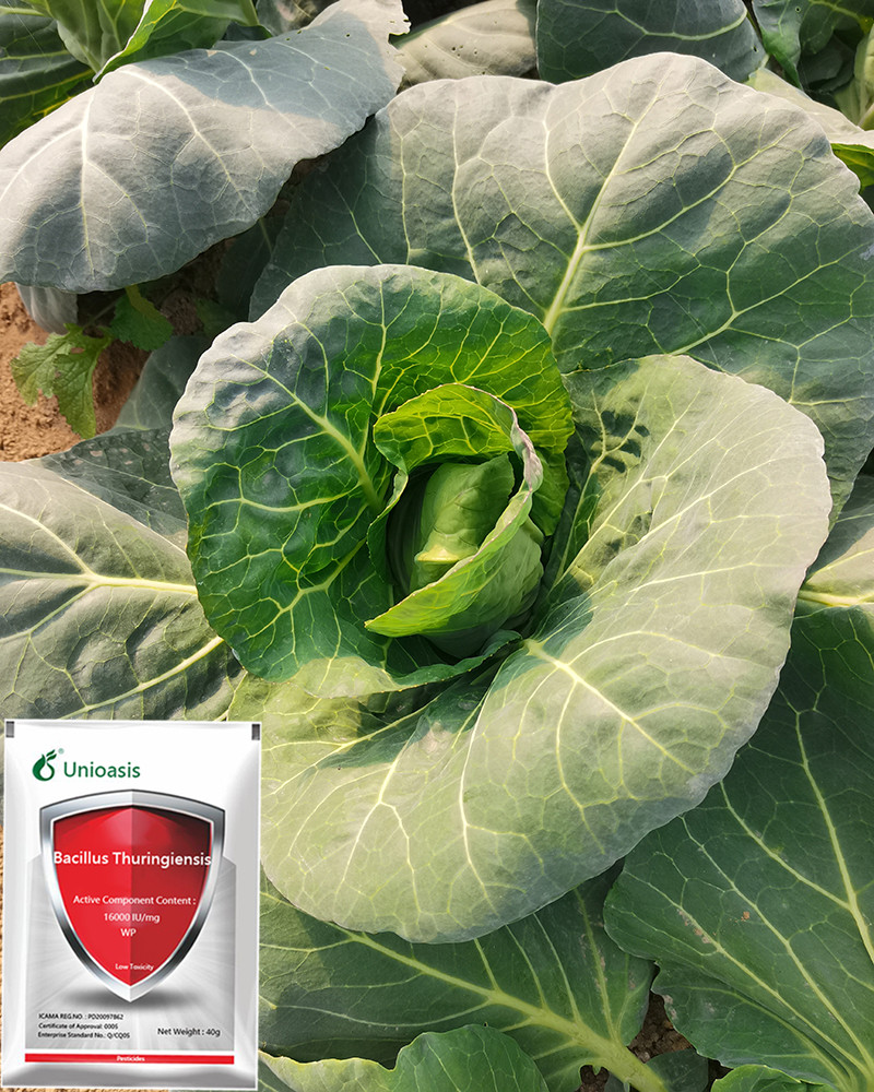 Organic Agricultural Biological Insecticides Bt For Cabbage Vegetable Bacillus Thuringiensis