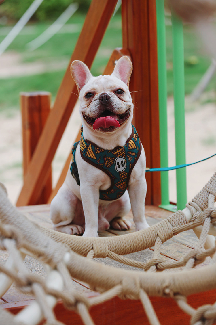 Large Dog Walking Harness Vest For Car And Walking 32cm To 40cm Neck