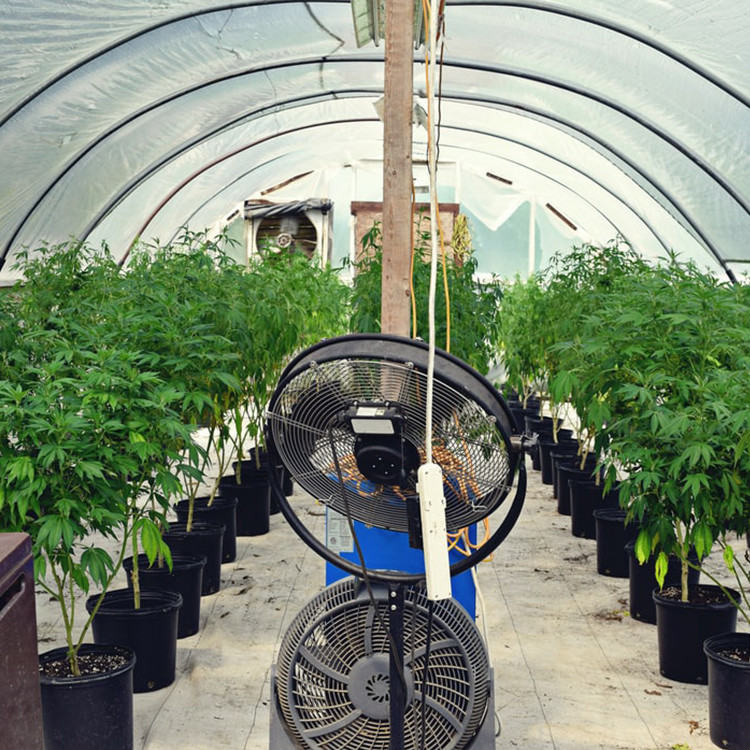 Single Span Plastic PE Film Agricultural Tunnel Greenhouse With Drip Irrigation System