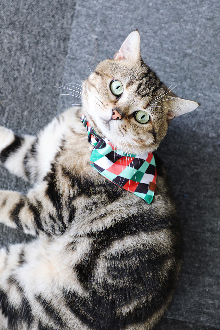 Slip On Christmas Dog Bandana Collar Dog Neck Handkerchief Sublimation