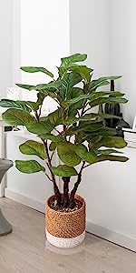 Free Standing fiddle leaf fig tree
