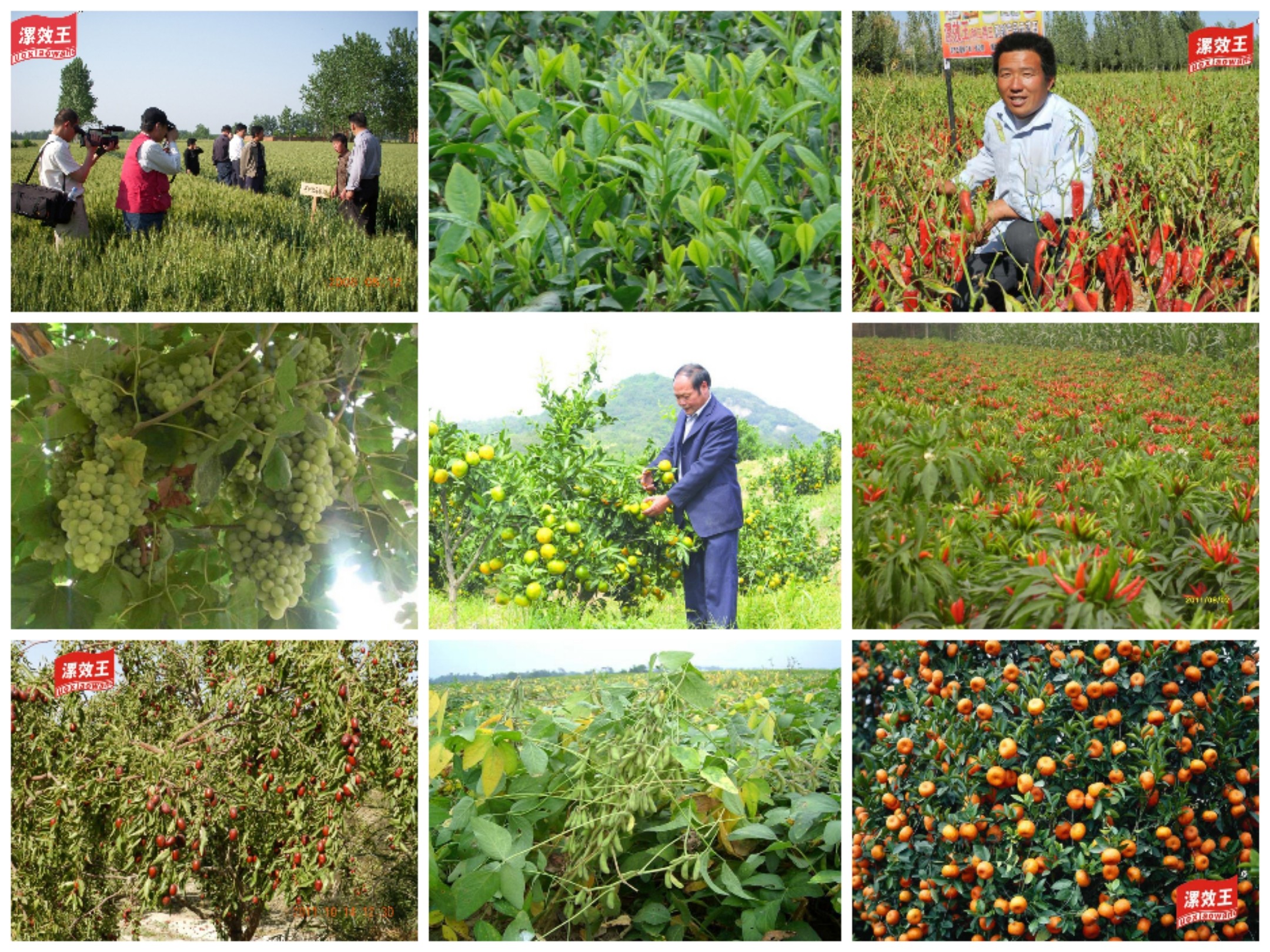 Biological Microbial Inoculant Organic Fertilizer For Indoor Plant Growth Of Agricultural Products