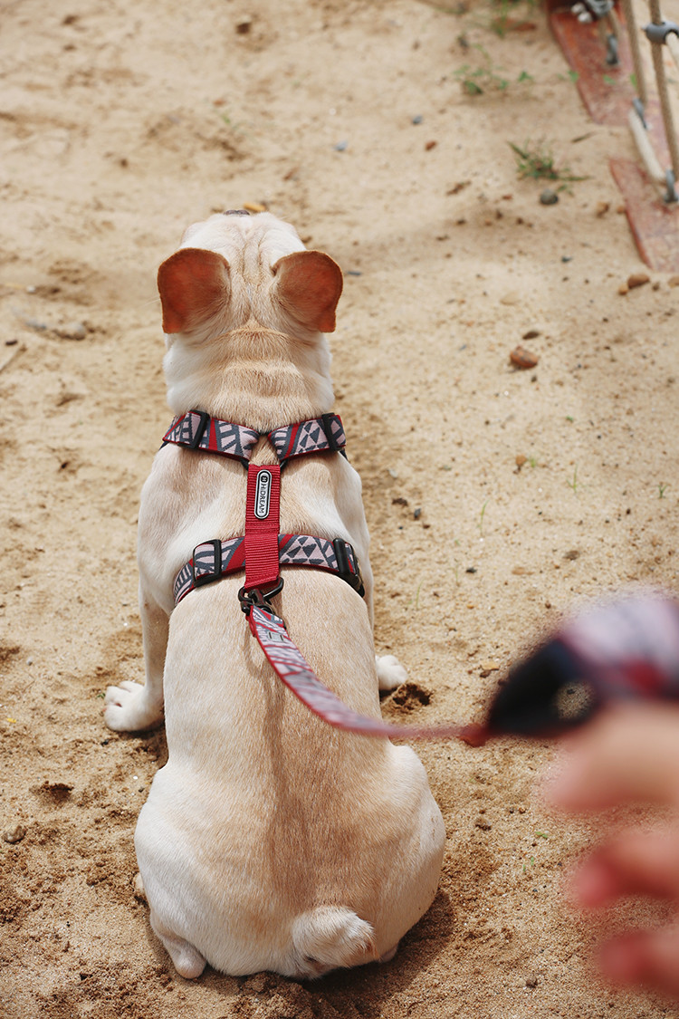 Extra Small Dog Walking Harness Reflective Soft Padded Easy Walk Harness
