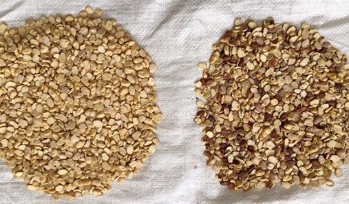 High Speed Scanning Optical Wheat Color Sorter