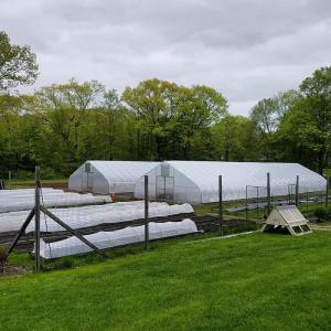 China Cheap Tomato Agricultural Plastic Film Cover Low Cost Economic Tunnel Greenhouse For Vegetable on sale