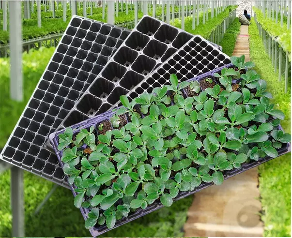 hydroponic fodder , nursery , propagation seeding trays for gardening and agriculture