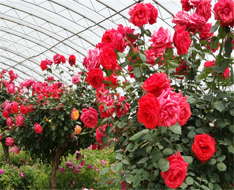 High Output PC Sheet Greenhouse Nine Systems Combined For Flower Growing